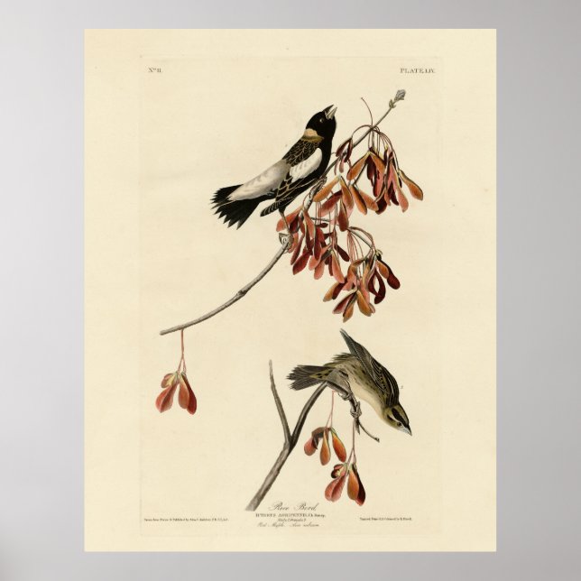 Poster Rice Bird (Bobolink) - Audubon's Birds of America (Devant)