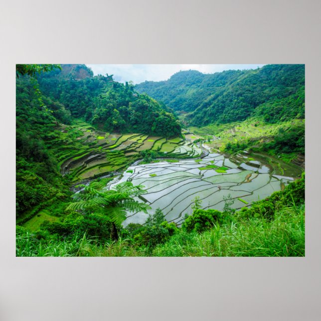 Poster Rice terrace landscape, Philippines (Devant)