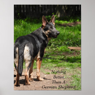 Poster Rien de mieux qu'un berger allemand