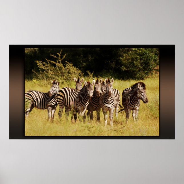 Poster Right at You - zebras safari faune (Devant)