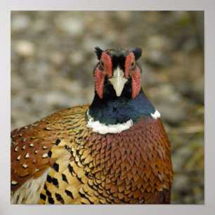 Poster Ring Pheasant
