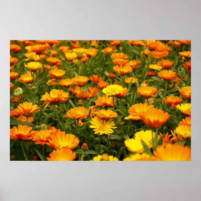 Poster Ringelblume (Devant)