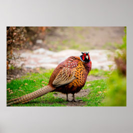 Poster Ringneck Pheasant