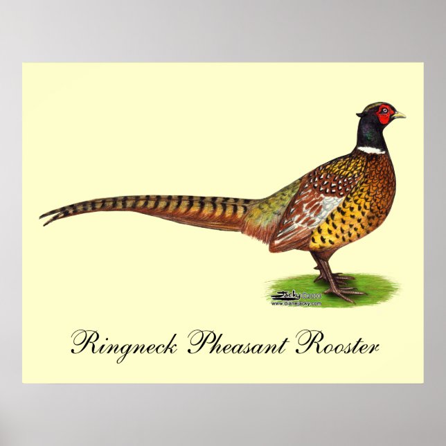 Poster Ringneck Pheasant Rooster (Devant)