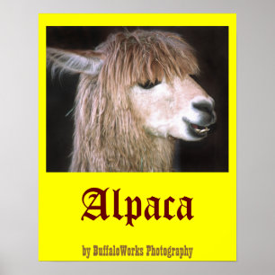 Poster Ringo l'affiche d'Alpaca