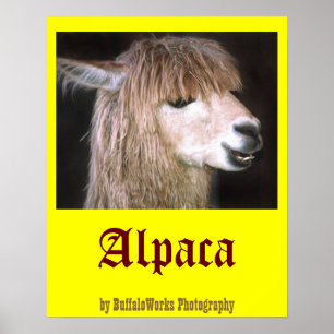 Poster Ringo l'affiche d'Alpaca