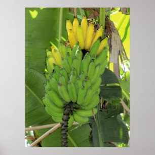 Poster Ripening Bananes