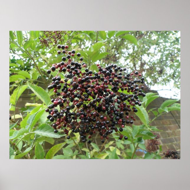 Poster Ripening Elderberries Imprimer (Devant)