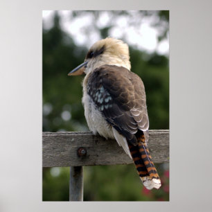 Poster Rire Kookaburra