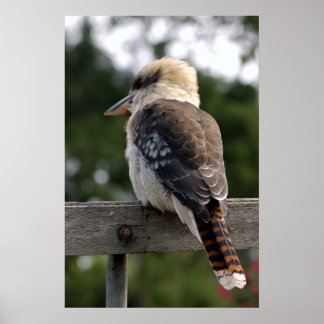 Poster Rire Kookaburra