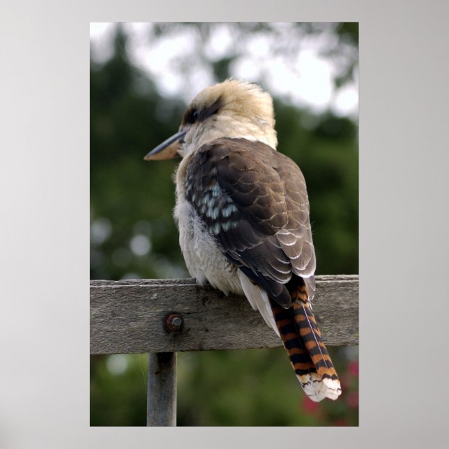 Poster Rire Kookaburra (Devant)