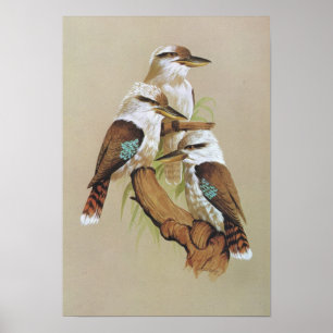 Poster Rire Kookaburra - Dacelo gigas