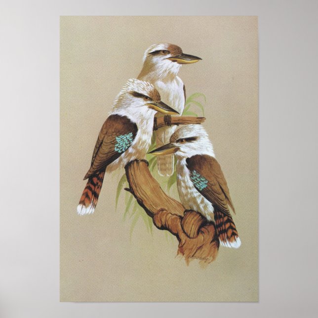Poster Rire Kookaburra - Dacelo gigas (Devant)