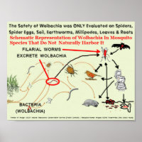 Risques de moustiques infectés par la Wolbachia pa