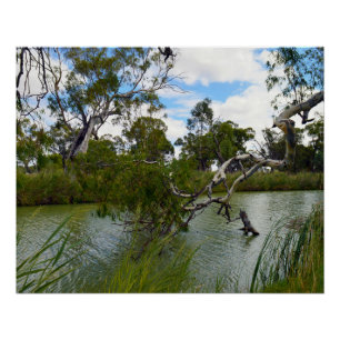 Poster River Murray Australie, Branches de l'arbre, Poste