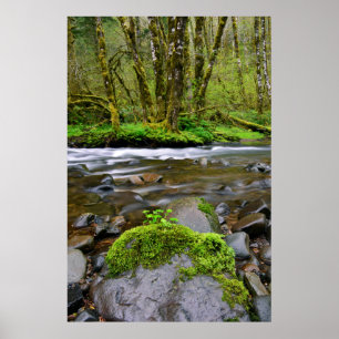 Poster Rivière dans la forêt verte, Oregon