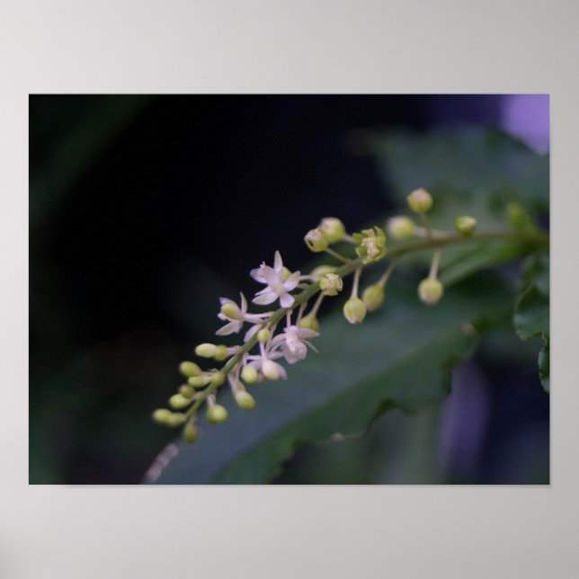 Poster Rivina humilis (Devant)