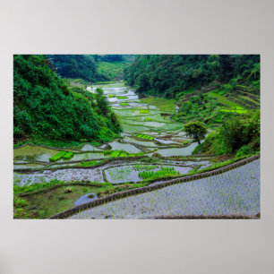Poster Rizières de Banaue, Luzon