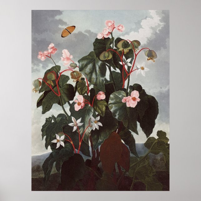 Poster RJ Thornton - Begonia à feuilles obliques (Devant)