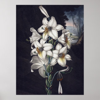 Poster RJ Thornton - La Lys Blanche