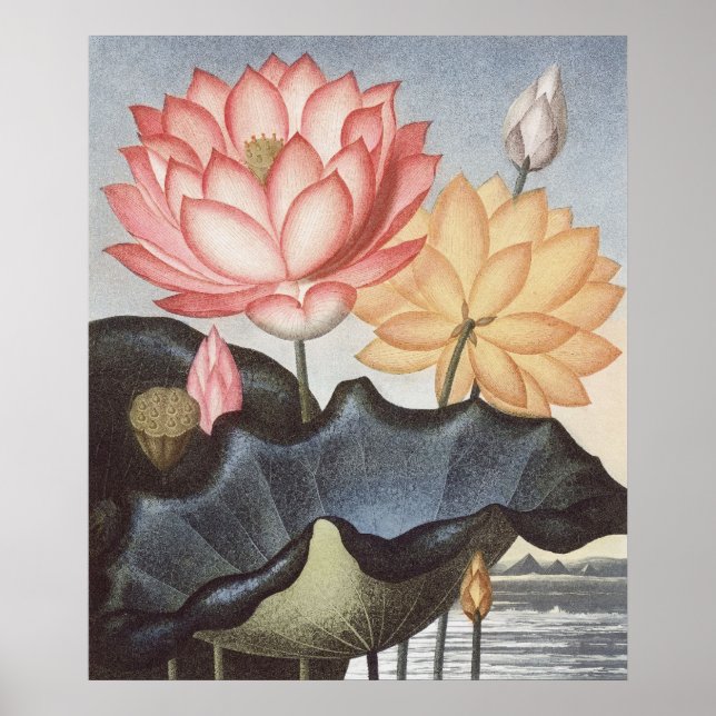 Poster RJ Thornton - Le haricot égyptien sacré - Lotus (Devant)