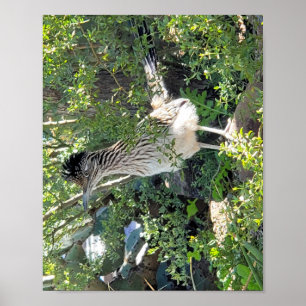Poster Roadrunner dans le paysage de l'Arizona