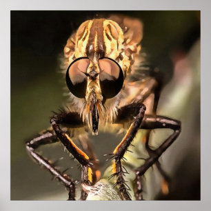 Poster Robber Fly Profile Asildae Artistic Close Up