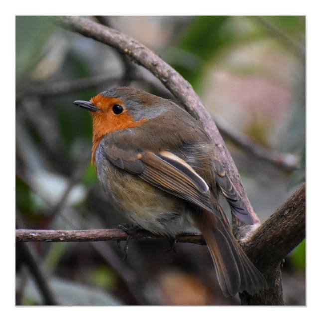 Poster Robin (Devant)