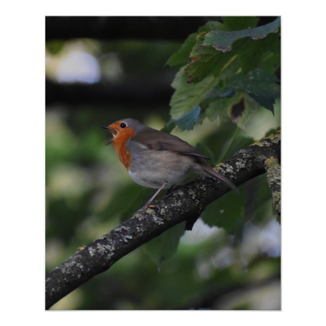 Poster Robin (Devant)