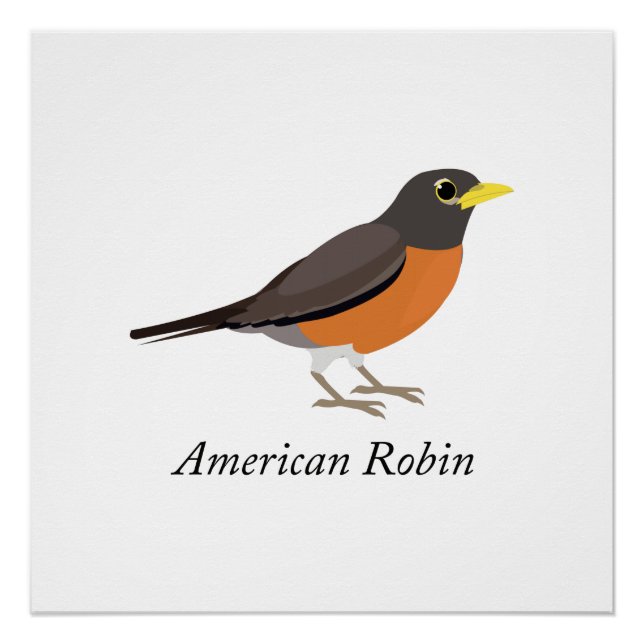 Poster Robin américain (Devant)