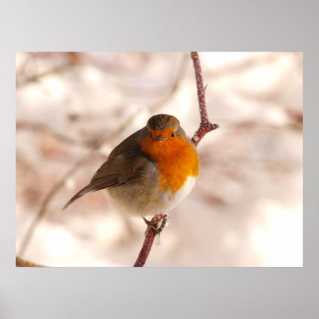 Poster Robin en hiver (Devant)