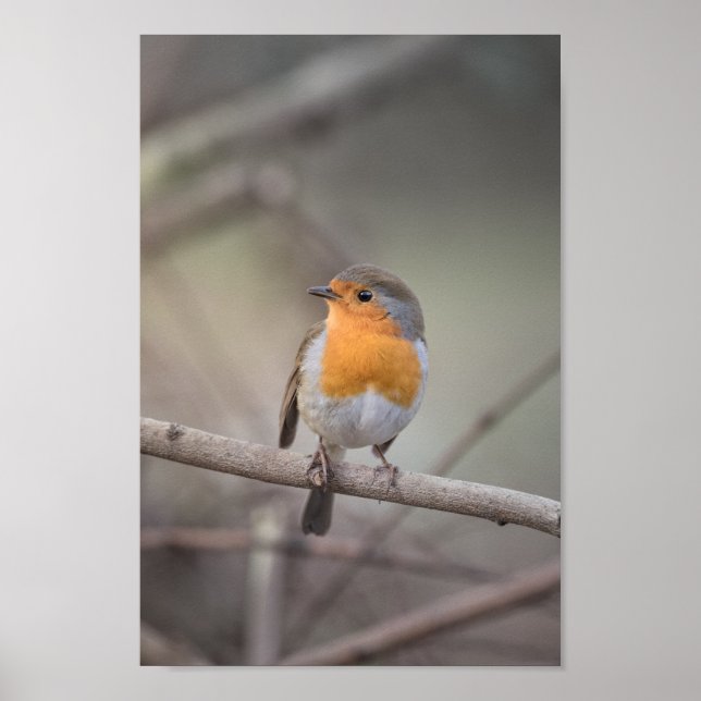 Poster Robin Wildlife Photo (Devant)