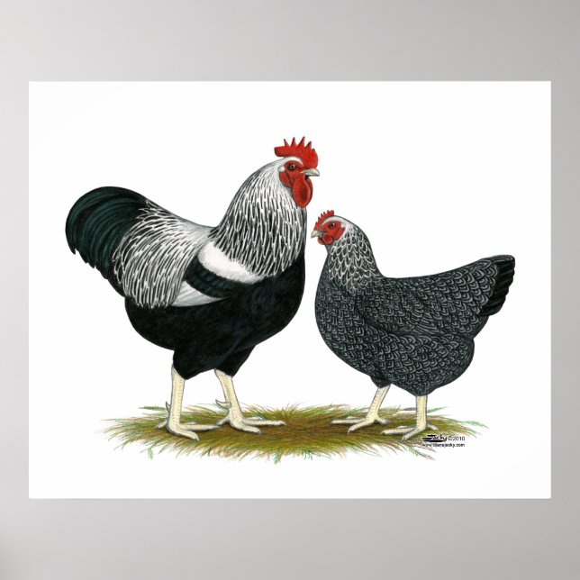 Poster Roche Plymouth : Paire Pencilée Argent (Devant)