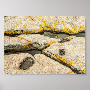 Poster Rochers et mares à marée dans Maine Nature Archiva