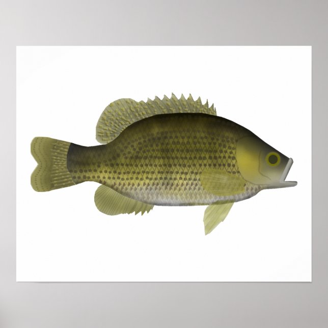 Poster Rock Bass (Devant)
