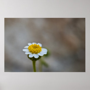 Poster Rock Daisy