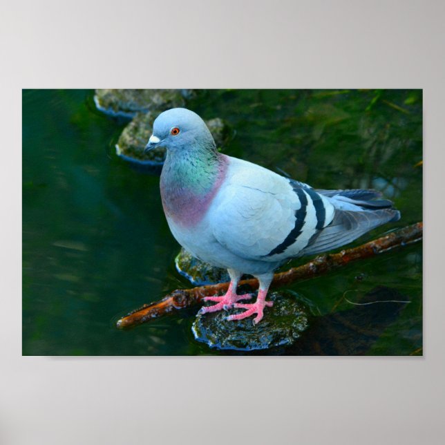 Poster Rock Dove (Devant)