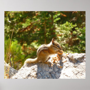 Poster Rocky Mountain Chipmunk