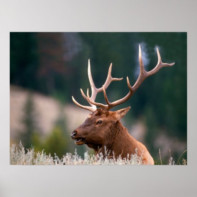 Poster Rocky Mountain Elk Parc national de Yellowstone (Devant)