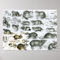 Rodentia-rongeurs ou animaux de sciage