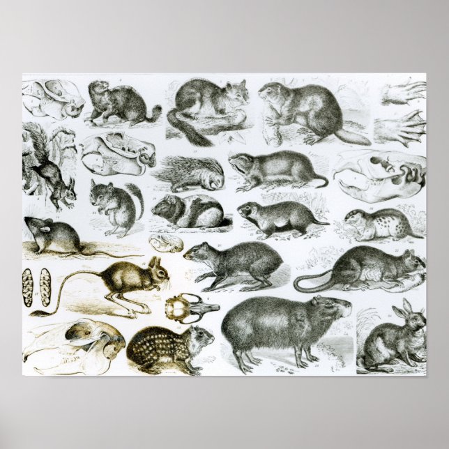 Poster Rodentia-rongeurs ou animaux de sciage (Devant)