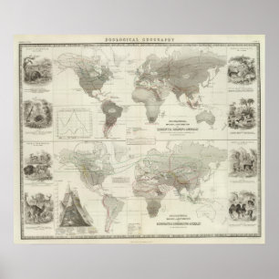 Poster Rodentia, Ruminantia
