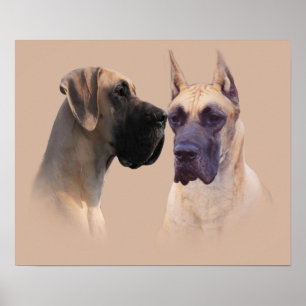 Poster Roi de great dane de copie de chiens