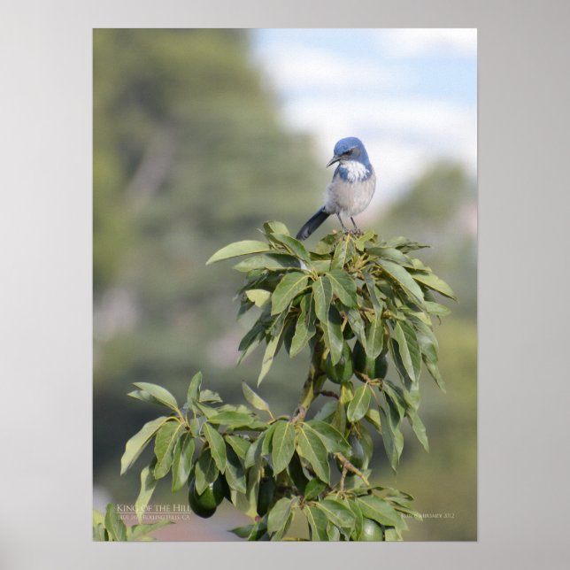 Poster Roi de la Colline (Devant)