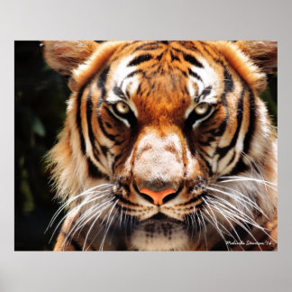 Poster Roi de Malaisie