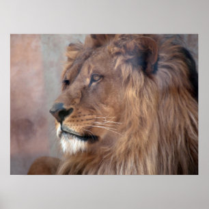 Poster Roi Lion