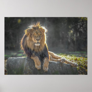 Poster Roi Lion de la jungle