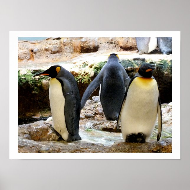 Poster Roi Pingouin (Devant)