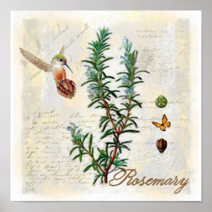 Poster Romarin, herbes Hummingbird Botanique Art Imprimer