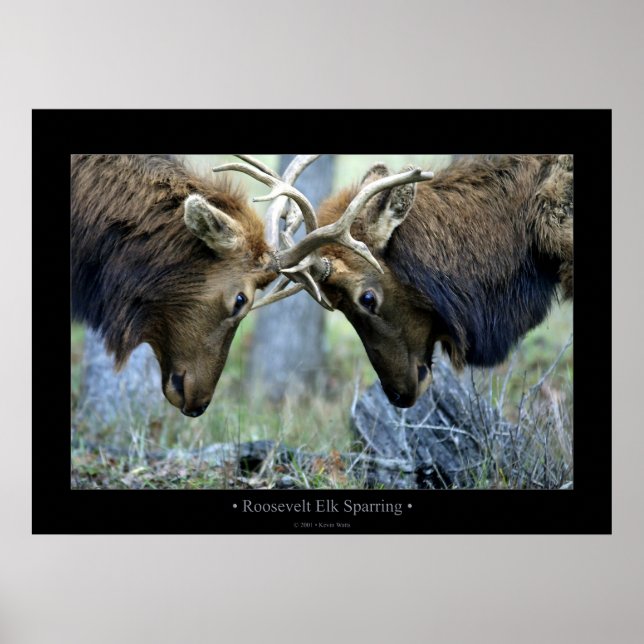 Poster Roosevelt Elk Sparring (Devant)